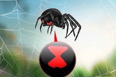 How to Identify a Black Widow Spider