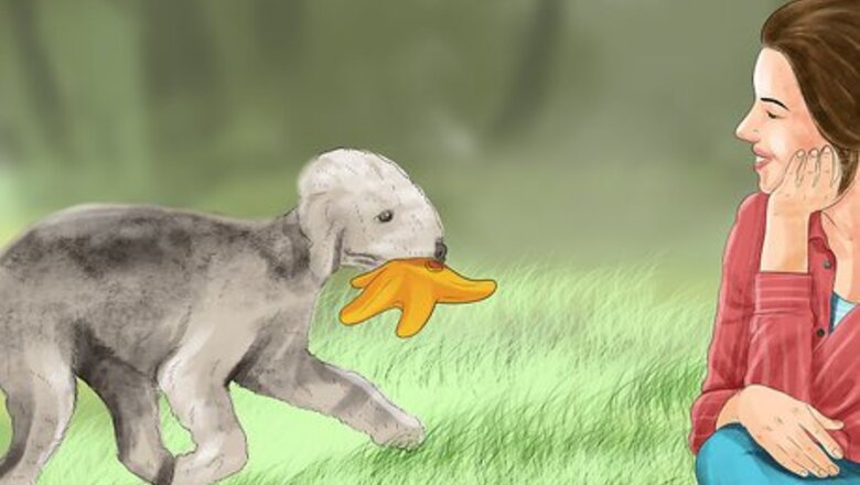 How to Choose a Bedlington Terrier