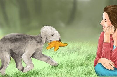 How to Choose a Bedlington Terrier