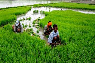 Maha Economic Survey Shows Agriculture Sector to Grow at 11.7% Despite 8% Shrink in Economy