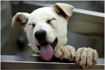 Rely on Experience to Know If Your Dog is Sad or Happy