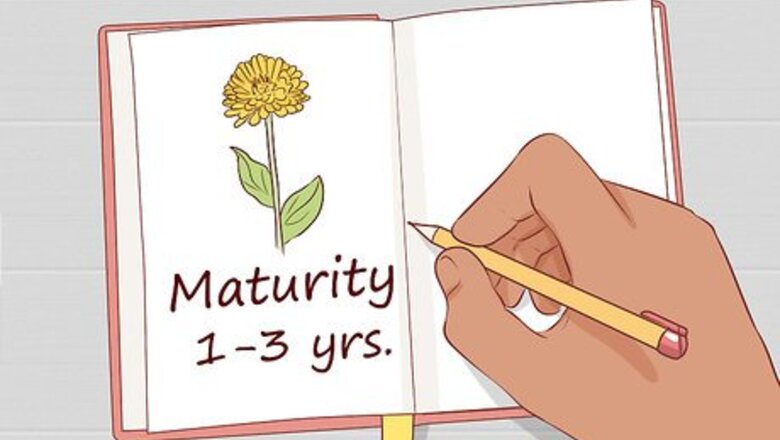 How to Grow Your Own Bouquet