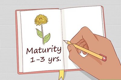 How to Grow Your Own Bouquet