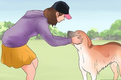 How to Be Friends with Your Pet