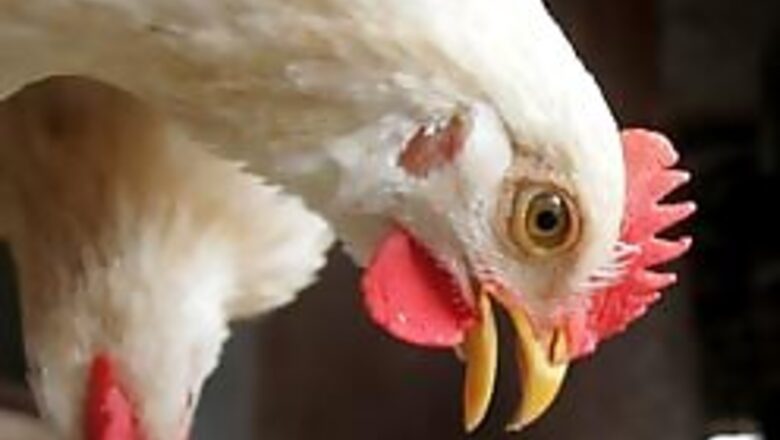 West Bengal chicken deaths spark bird flu alert