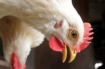 West Bengal chicken deaths spark bird flu alert