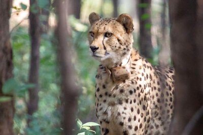Project Cheetah Faces Challenges After Felines’ Death, 10 Released Will Be Brought Back to MP’s Kuno