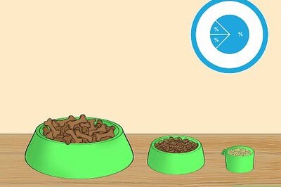 How to Be a Good Pet Owner