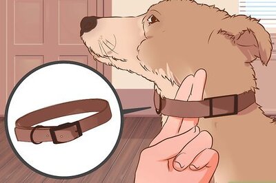 How to Stop a Dog from Pulling on Its Leash