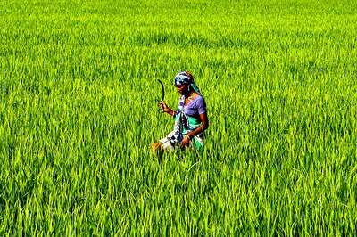 MP Has Largest Area in Country Under Organic Farming, Says Minister
