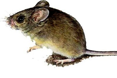 Andhra Pradesh: 10 day old baby dies after being bitten by rats in hospital