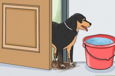How to Wash a Dog's Paws