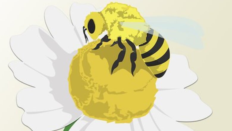 How to Harvest Honey