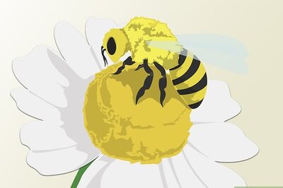 How to Harvest Honey