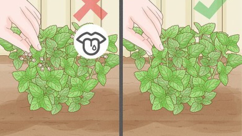 How to Harvest, Store, and Use Lemon Balm