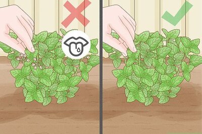 How to Harvest, Store, and Use Lemon Balm