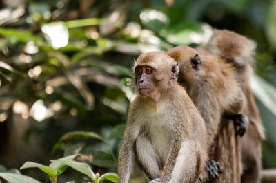 Woman 'Almost Loses Finger' As Monkey Mistakes Nail Art For Peanut