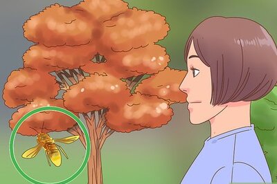 How to Get Rid of Oak Mites