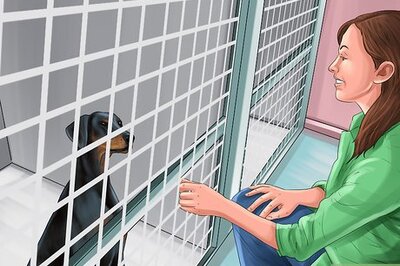 How to Volunteer at the Humane Society