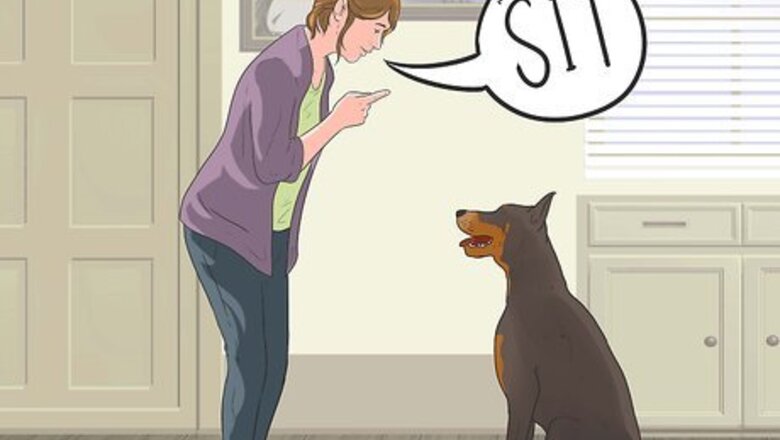 How to Teach Your Dog to Herd
