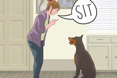 How to Teach Your Dog to Herd