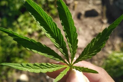 Cannabis Compound Could Treat Itching, Other Skin Diseases