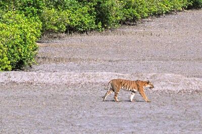 Cyclone Amphan: Rapid Response Teams to Keep Eye on Tiger Movement in Sundarbans