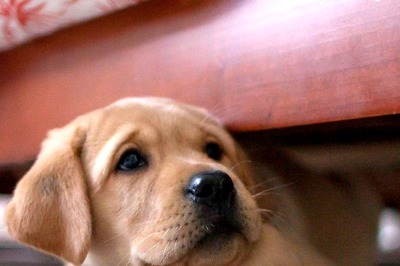 Here’s How You Can Know If Your Dog Is Suffering From Acid Reflux: Symptoms And Treatment