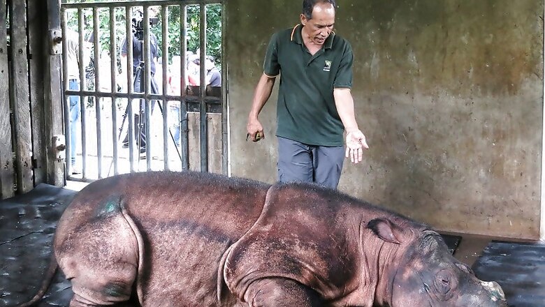 Sumatran Rhino Extinct in Malaysia as Lone Survivor Dies