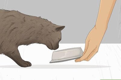 Best Strategies for Winning the Trust of a Stray Cat