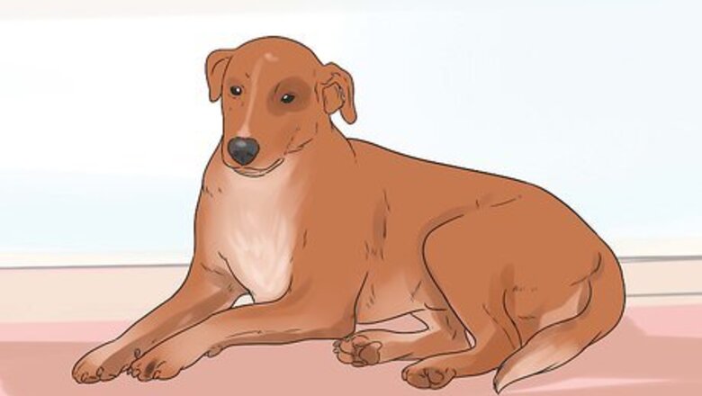 How to Rehabilitate an Overly Shy Dog