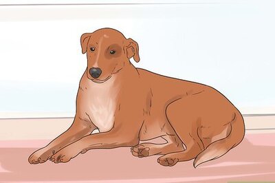 How to Rehabilitate an Overly Shy Dog