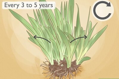 How to Get Irises to Bloom