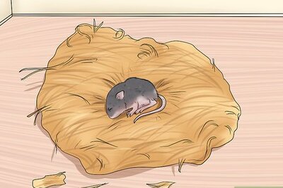 How to Care for a Baby Wild Mouse