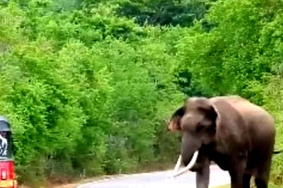 After Wolf Terror, 26-Year-Old Man Killed In Elephant Attack In UP's Bahraich