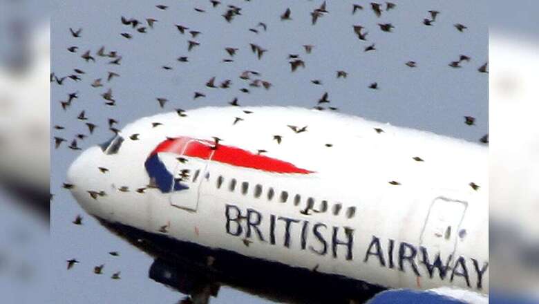 Understanding Bird Strike on Planes: How Dangerous Is It and How to Avoid - Explained