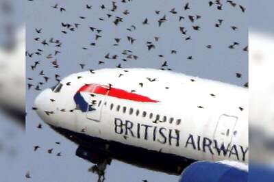 Understanding Bird Strike on Planes: How Dangerous Is It and How to Avoid - Explained