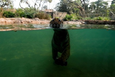 As Cheetahs Come Back to India, Spot, Prowl & Swim With Some Other Famous Wild Cats