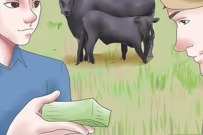 How to Raise Black Angus Cattle
