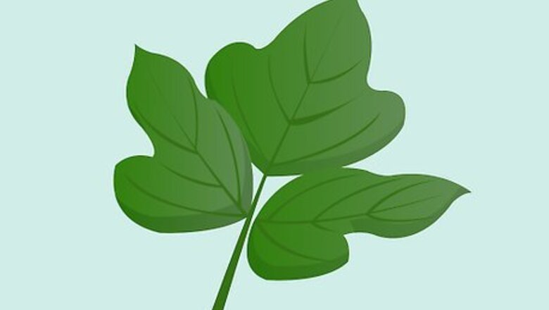 How to Identify Kudzu