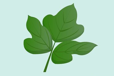 How to Identify Kudzu