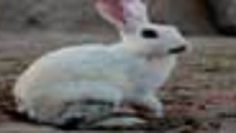 Rabbits cost Britain 260 mn pounds