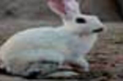 Rabbits cost Britain 260 mn pounds