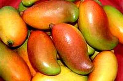 Japan lifts ban on Indian mangoes