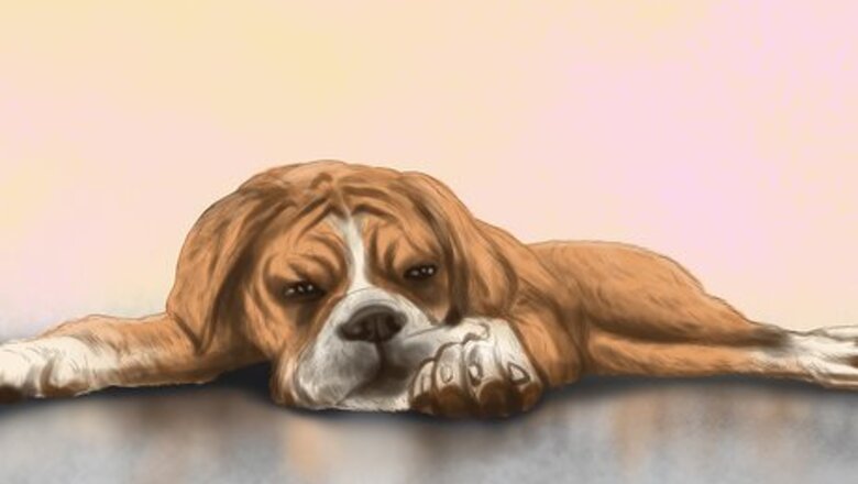 How to Diagnose Heart Conditions in Boxers