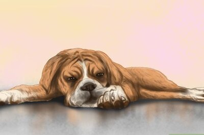 How to Diagnose Heart Conditions in Boxers