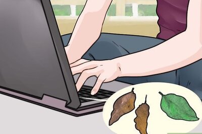 How to Buy Home Grown Tobacco