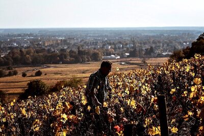 French Wine County Introduces Beef That'll Taste of Burgundy