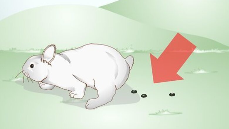 How to Care for a Rabbit with GI Stasis