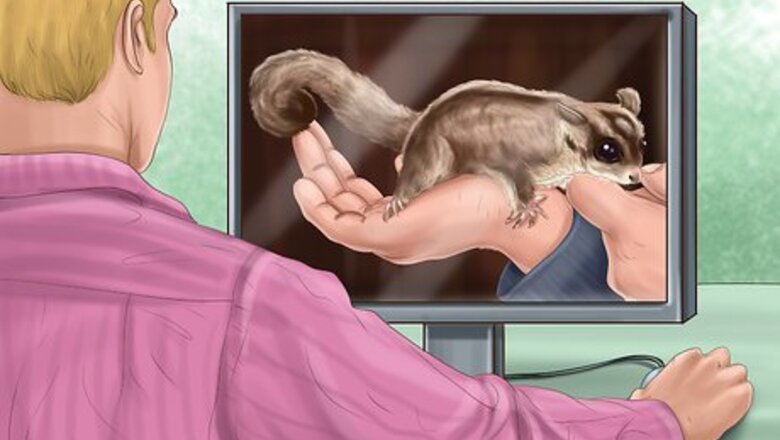 How to Pick a Healthy Sugar Glider